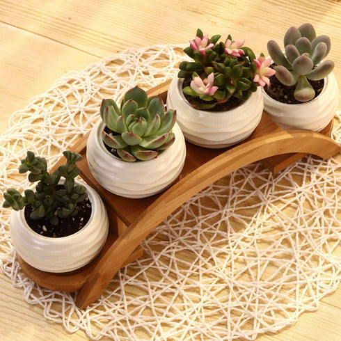 Set, Pack 4, E-liu Succulent Pots and Stand Ceramic White Succulent Planter Pot with Drainage, of Cute Office Garden