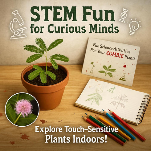 Zombie Plant Seed Packets (2) – Grow Your Own Live Zombie Plant for Fun & Educational STEM Activity