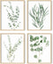 HAUS AND HUES Set of 4 Botanical Plant Wall Art Prints - Floral Kitchen Decor, Eucalyptus Leaves (11x14, UNFRAMED)
