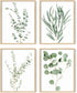 HAUS AND HUES Set of 4 Botanical Plant Wall Art Prints - Floral Kitchen Decor, Eucalyptus Leaves (11x14, UNFRAMED)