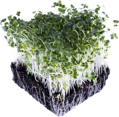 Rainbow Heirloom Seed Co. 1 LB Broccoli Seeds for Sprouting & Microgreens | Calabrese Variety | Non GMO & Heirloom