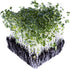Rainbow Heirloom Seed Co. 1 LB Broccoli Seeds for Sprouting & Microgreens | Calabrese Variety | Non GMO & Heirloom