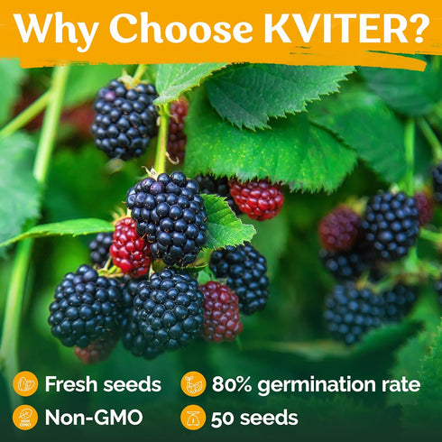 50 KVITER Black Raspberry Seeds (Rubus Occidentalis) Organic Raspberries Heirloom Seeds, Non GMO Blackcap Berries