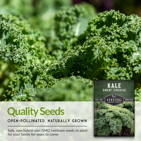 (2 Packs) Dwarf Siberian Kale Seeds for Planting Heirloom Baby Kale Cold Hardy, Heat Tolerant Variety for Spring