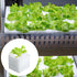 600 XIDAJIE Pcs Hydroponic Sponges Planting Gardening Tool Soilless Cultivation Seedling Sponges Cultivation Sponge
