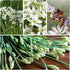 Common 2 Packets) Seed Needs Chive Seeds for Planting Garlic & Chives Herbs - Non-GMO Heirloom & Untreated Garden Seed