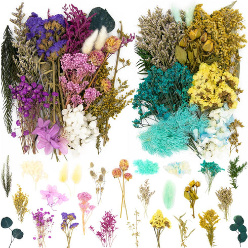 Vignee Real Dried Pressed Leaf Flowers, Colorful Daisies for Craft Resin Jewelry Making Art Craft DIY (Blue & Purple)