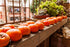 Persimmon 10+ Count 2026 TomorrowSeeds - Japanese Tree Seeds - - for Planting Diospyros Kaki Fuyu Hachiya Asian Chinese