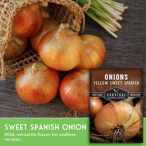 (2 Packs) Yellow Sweet Spanish Onion Seeds for Planting Large Mild Long Day Yellow Onions with High Yield & Sweet