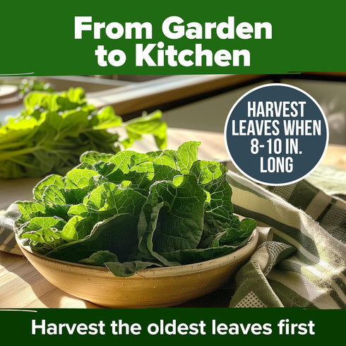 600+ HOME GROWN Vates Collard Green Seeds Heirloom Non-GMO Seeds for Planting, High Germination, Bolt Resistant Dark
