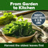 600+ HOME GROWN Vates Collard Green Seeds Heirloom Non-GMO Seeds for Planting, High Germination, Bolt Resistant Dark