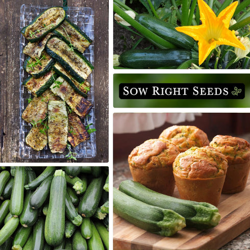 Packet Summer (4) Sow Right Seeds - Black Beauty Zucchini Seeds for Planting - Non-GMO Heirloom with Instructions