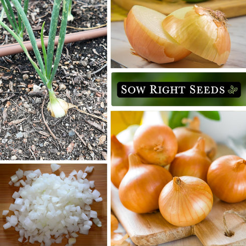 Packet Sow Right Seeds - Texas Early Grano Onion Seeds for Planting - Non-GMO Heirloom with Instructions to Plant a