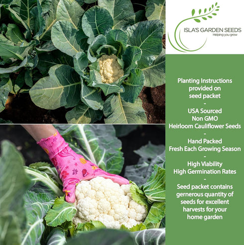 1000+ Snowball Self-Blanching Cauliflower Seeds Non-GMO & Heirloom Seeds, Brassica oleracea VAR. botrytis, Compact