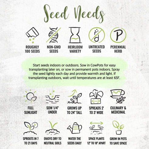 (1 Pack) Seed Needs Sage Seeds for Planting Broad Leaved Herbs - Non-GMO Heirloom & Untreated Culinary Herb Seed