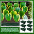 6 Pack 35 6 4 Gerrii Gallon Fabric Raised Garden Beds Rectangle Garden Planting Bed with Divided Grids Drainage Holes
