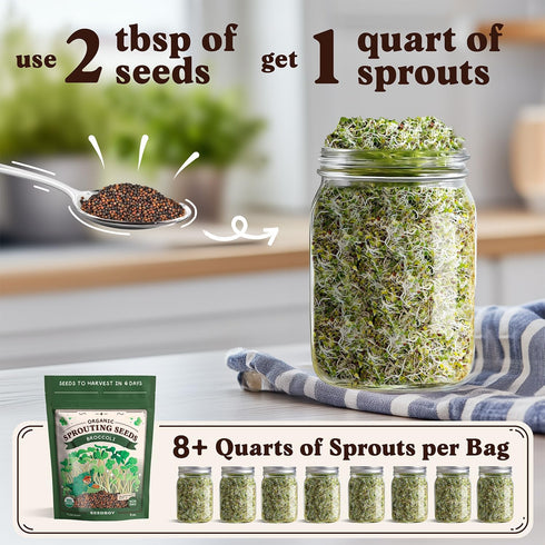 8 oz 8 32 Seedboy Organic Non-GMO Broccoli Seeds for Sprouting - USA Grown Microgreens Sprouting Seeds - Bag Makes