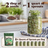 8 oz 8 32 Seedboy Organic Non-GMO Broccoli Seeds for Sprouting - USA Grown Microgreens Sprouting Seeds - Bag Makes