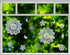 Peacock Tail Flower and Butterfly Window Clings, Anti-Collision Decals to Save Birds from Window Collisions (18PCS)