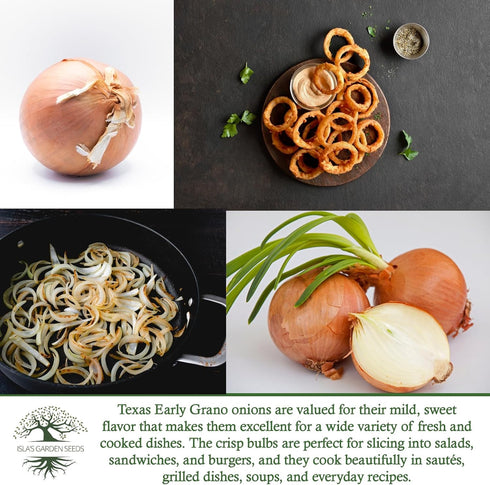 300+ Texas Early Grano Onion Seeds (Allium cepa) Non-GMO Heirloom Seeds by Islas Garden Seeds, Sweet Short-Day Onion