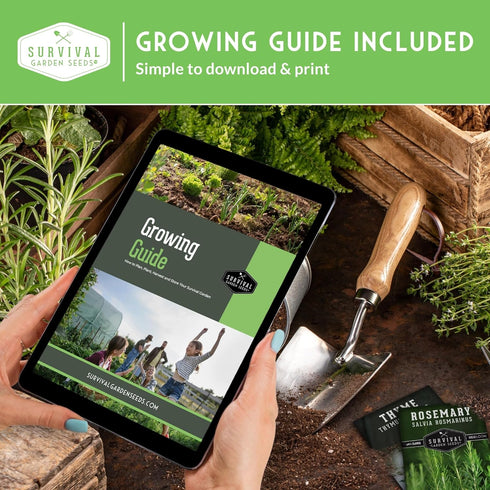 Summer Survival Garden Seeds Zucchini & Squash Collection Seed Vault - Non-GMO Heirloom Seeds for Planting Vegetables