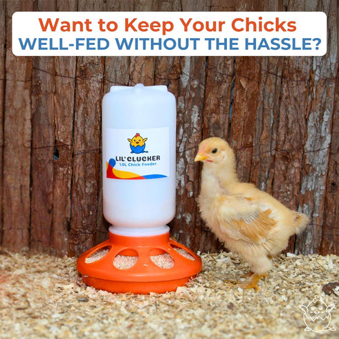 1L 1.5L Set, Lil'Clucker Chick Feeder, Chicken Waterer - No Leakage Chick Feeder and Waterer Kit, Hanging Baby Chick