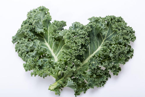 500 Kale Blue Scotch Curled Seeds - Non GMO - Heirloom - Open Pollinated