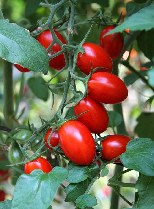 300 Heirloom Roma Tomato Seeds - Premium Non-GMO Seeds for Your Garden