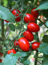 300 Heirloom Roma Tomato Seeds - Premium Non-GMO Seeds for Your Garden