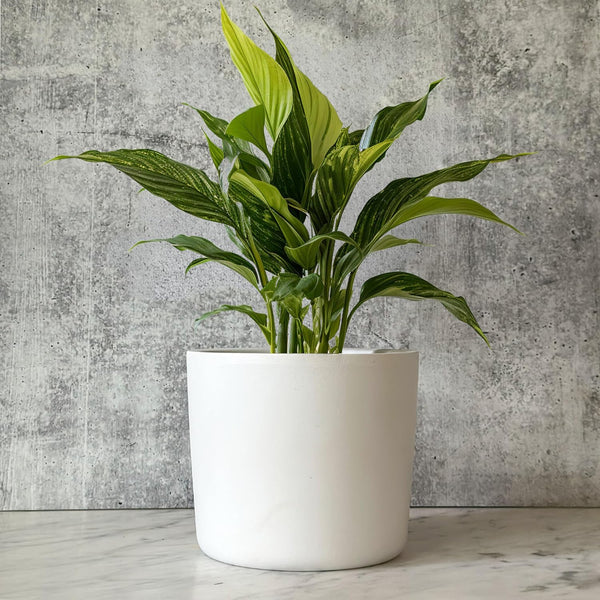 Willowy 6 Inch White Ceramic Plant Pot (Matte) - Planter for Indoor Plants with Drainage, White Pots