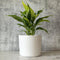 Willowy 6 Inch White Ceramic Plant Pot (Matte) - Planter for Indoor Plants with Drainage, White Pots