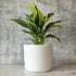 Willowy 6 Inch White Ceramic Plant Pot (Matte) - Planter for Indoor Plants with Drainage, White Pots