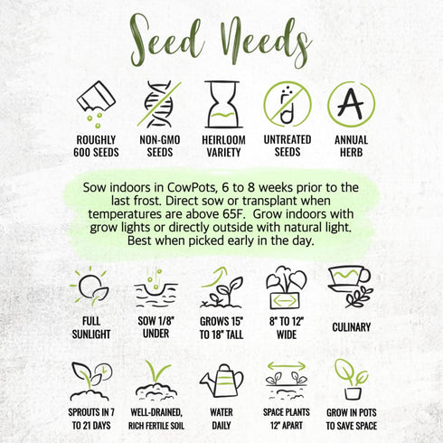 (1 Pack) Seed Needs Italian Flat Leaf Parsley Seeds for Planting - Non-GMO, Heirloom & Untreated - Culinary Herbs
