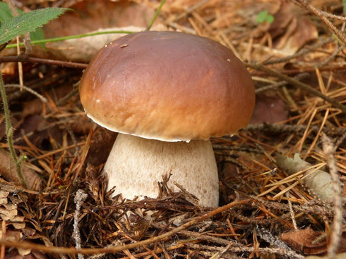 SeedsUP 100+ Porcini Mushrooms Boletus Mycelium Spawn Spores - Mushroom Brown
