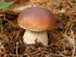 SeedsUP 100+ Porcini Mushrooms Boletus Mycelium Spawn Spores - Mushroom Brown