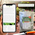 Most Popular Heirloom Non GMO Tea and Herb Seeds for Planting Indoor and Outdoor Garden