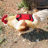 3 Pack Sides(3 Noamus Chicken Saddle for Hens, Premium Outdoor Saddle with Adjustable Strap, Sweater Clothes Poultry