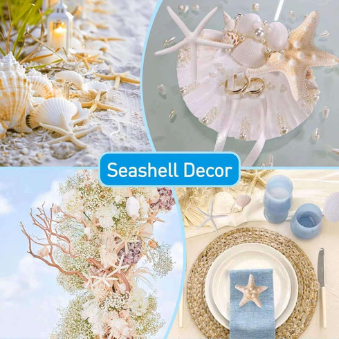 Egcina 24PCS Sea Shells for Crafts Decoration, Real White Natural Scallop Shells and Starfish for DIY Projects