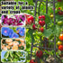 5.2FT 16mm Obelisk Trellis for Climbing Plants Outdoor, Rust-Proof Extra Thickened Plastic-Coated Metal Pipes, Indoor