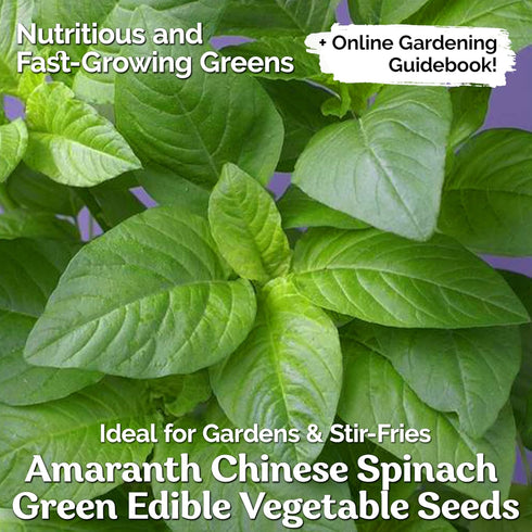500 KVITER Green Leaf Amaranth Seeds (Amaranthus Mangostanus) Organic Chinese Spinach Seeds/Callaloo Seeds/Lu