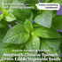 500 KVITER Green Leaf Amaranth Seeds (Amaranthus Mangostanus) Organic Chinese Spinach Seeds/Callaloo Seeds/Lu