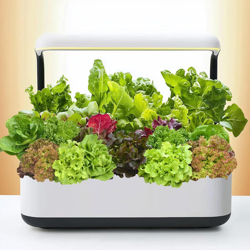 20,000+ 10 Lettuce Seeds, Heirloom Vegetable Seed for Planting Indoor Outdoor, Varieties of Fresh Salad Greens