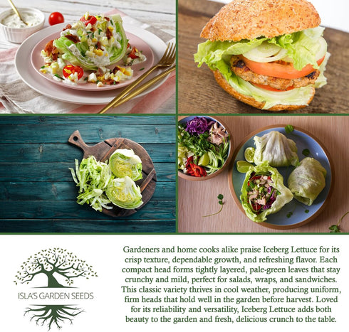 2500+ Iceberg Lettuce Seeds (Lactuca Sativa VAR) Heirloom Non-GMO Seeds by Islas Garden Seeds, Crisp Round Heads
