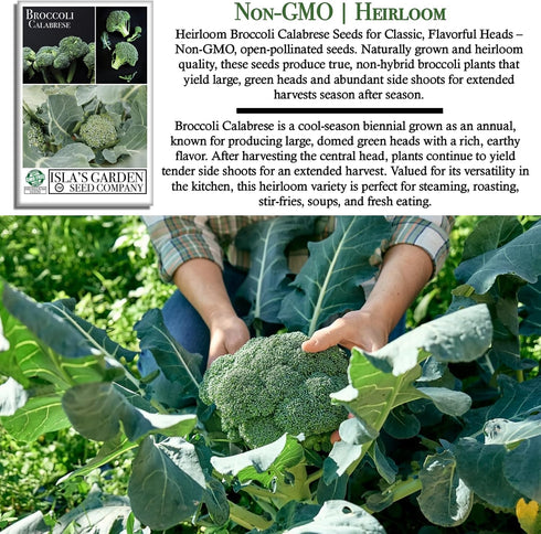 1000+ Calabrese Green Sprouting Broccoli Seeds Non-GMO & Heirloom Seeds, Brassica oleracea, Cool Season Crop, Large