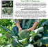 1000+ Calabrese Green Sprouting Broccoli Seeds Non-GMO & Heirloom Seeds, Brassica oleracea, Cool Season Crop, Large