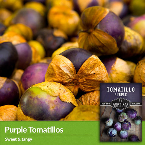 (3 Packs) Purple Tomatillo Seeds for Planting - Heirloom Mexican Husk Tomato, High Yield Non-GMO Open Pollinated