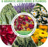 Dunkive 21Oz (1.3 6 Packaging Chicken Nesting Herbs Pounds), Natural Dried Nesting Herbs for Chicken Coop, Aromatic Hen