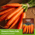 126 (1 Pack) Danvers Carrot Seeds Danvers Half-Long Carrots for Planting, High-Yield Heirloom Variety Non-GMO, Open