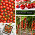 Packet (4) Sow Right Seeds - Large Red Cherry Tomato Seeds for Planting - Non-GMO Heirloom with Instructions to Plant a