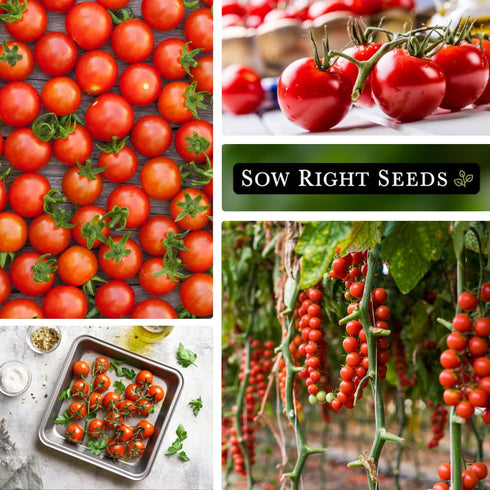 Packet (1) Sow Right Seeds - Large Red Cherry Tomato Seeds for Planting - Non-GMO Heirloom with Instructions to Plant a